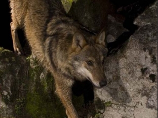 Costumbres del lobo